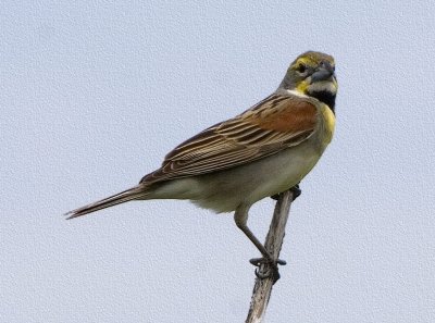 Dickcissel