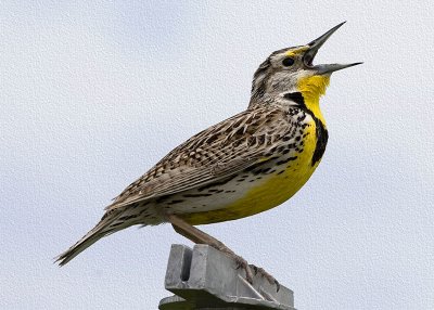 Western Meadowlark