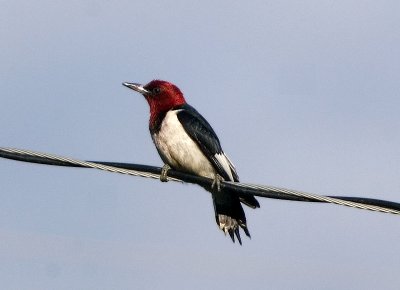 Red-Headed Woodpecker