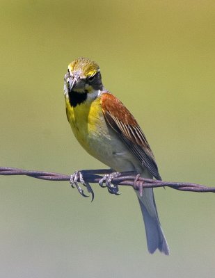 Dickcissel