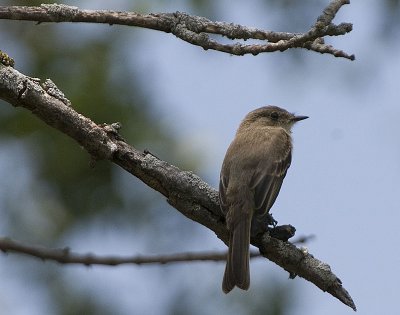 Eastern Phoebe