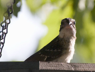 Female Rose Breasted Grosbeak