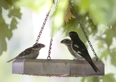 Rose Breasted Grosbeaks