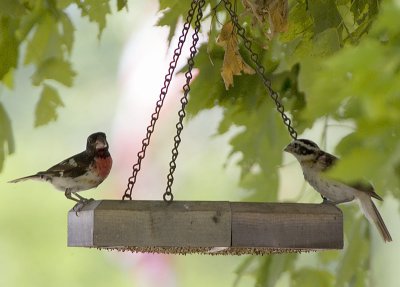 Rose Breasted Grosbeaks