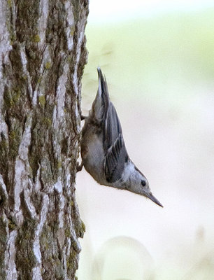 White-breasted Nuthatch