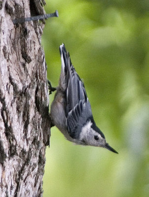 White-breasted Nuthatch