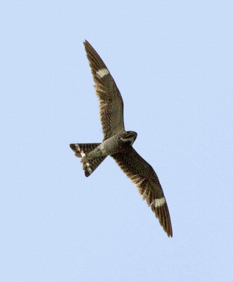 Common Nighthawk