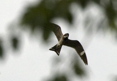 Common Nighthawk