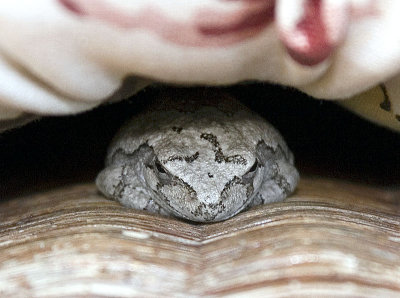 My Porch Frog
(Gray Tree Frog?)