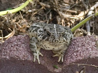 Great Plains Toad