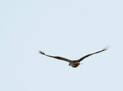 Red-tailed Hawk