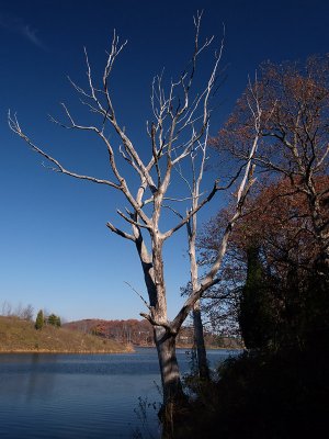 wTree by the lake2 color.jpg