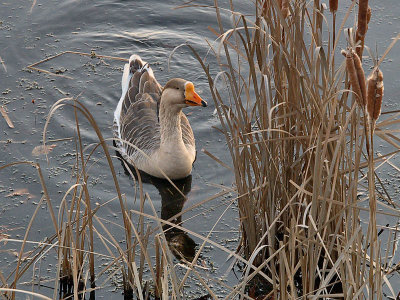 wGoose in Cattails1.jpg