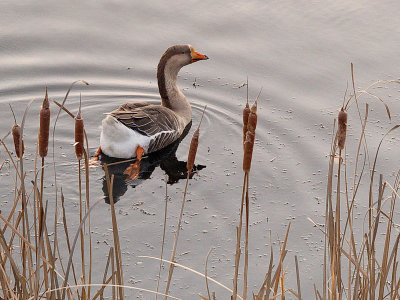 wGoose in Cattails2.jpg