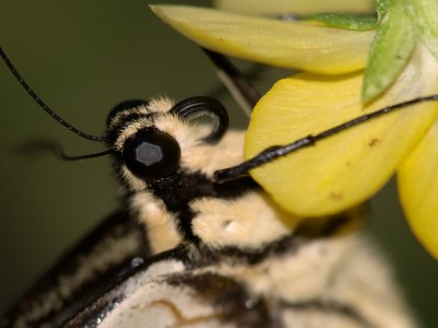 wTiger Swallowtail2 w-500D.jpg