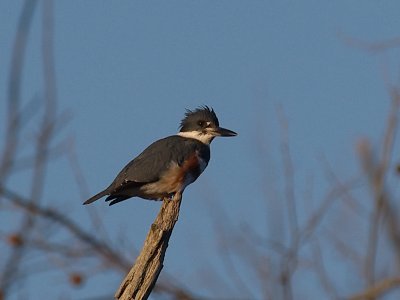 wBelted King Fisher1.jpg