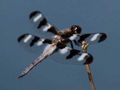 12 Spot Dragonfly2