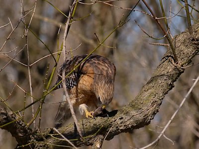 Red-Shouldered Hawk3.jpg