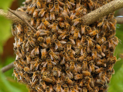 wHoney Bee Swarm2.jpg
