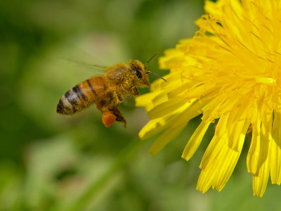 wHoney Bee in Flight1.jpg