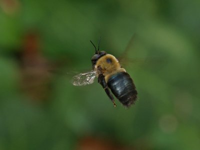 wBumble Bee in Flight1.jpg