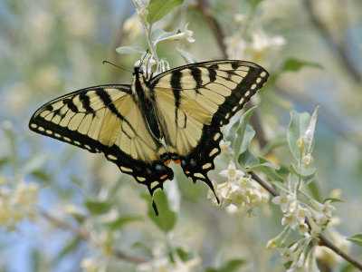 Eastern Tiger Swallowtail1.jpg