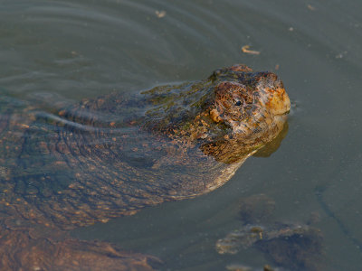 wSnapping Turtle2.jpg