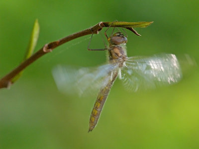 wDragonfly Hatch4.jpg