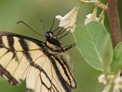 Eastern Tiger Swallowtail4.jpg