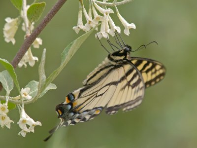 Eastern Tiger Swallowtail5.jpg