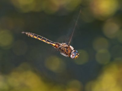 wDragonfly in Flight2.jpg