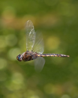 wDragonfly in Flight1.jpg