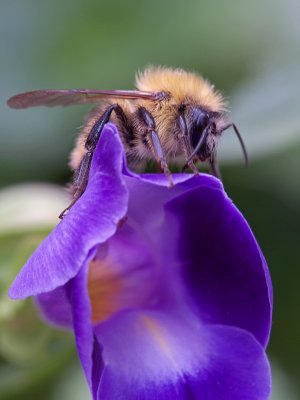 wBumble Bee on Flower1sm.jpg
