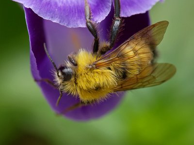 wBumble Bee on Flower2.jpg