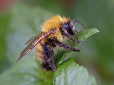 wBumblebee on Leaf1.jpg