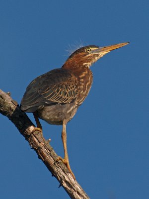 wGreen Heron3 BM.jpg