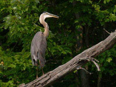 wGreat Blue Heron2.jpg