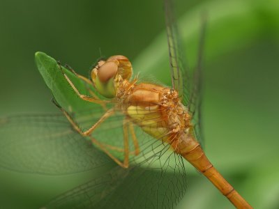 wNew Dragonfly1.jpg