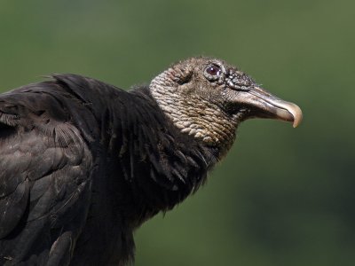 wBlack Vulture1.jpg