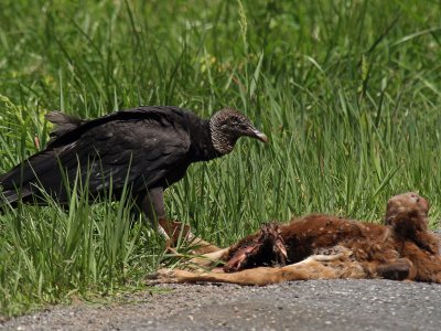 wBlack Vulture2.jpg