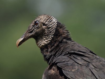 wBlack Vulture4.jpg