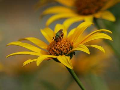 wGreen Bee On Yellow Flower.jpg