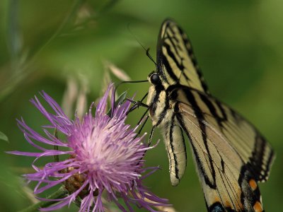 wEastern Tiger Swallowtail1.jpg