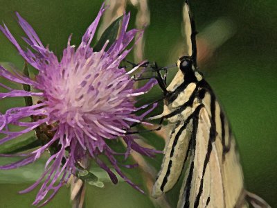 wEastern Tiger Swallowtail2 Dry Brush.jpg