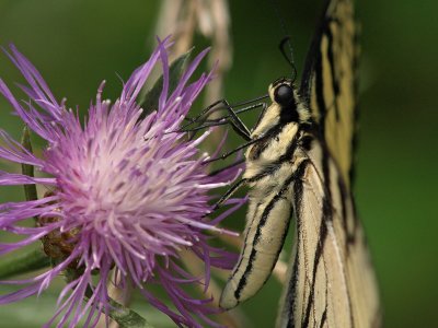 wEastern Tiger Swallowtail3.jpg