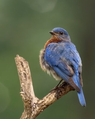 wEastern Blubird1 Male.jpg
