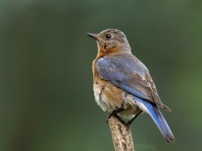 wEastern Blubird1 Fem.jpg