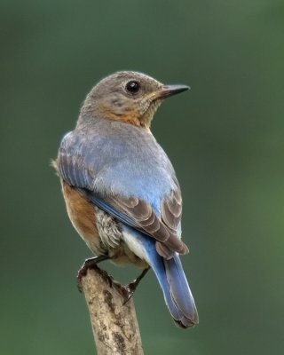 wEastern Blubird2 Fem.jpg