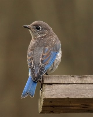 wEastern Blubird1 Immature.jpg