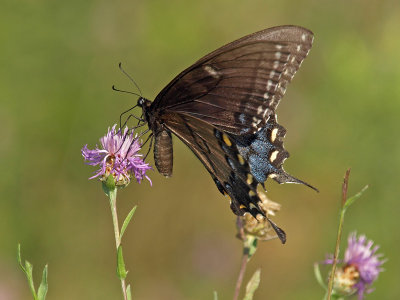 wTiger Swallowtail1 dark morph.jpg